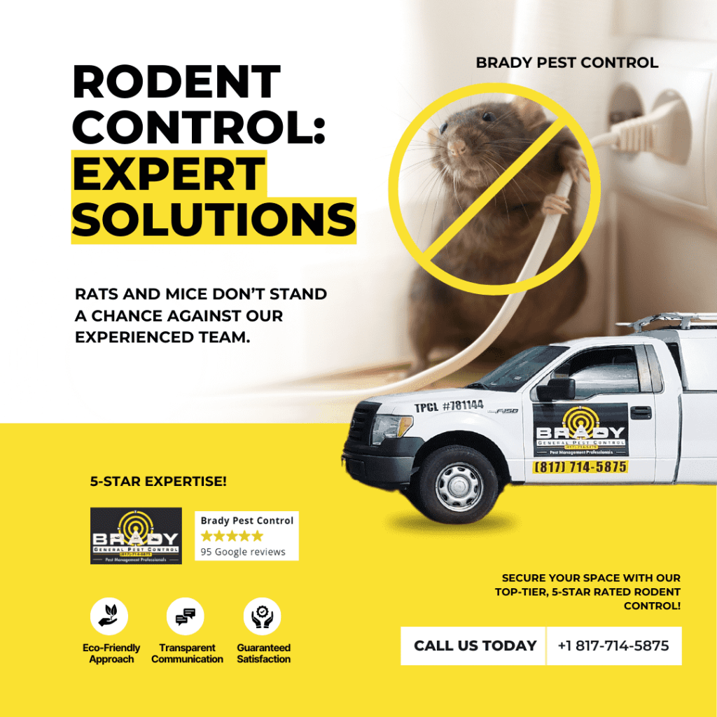 Rodents Control Removal Services in Grand-Prairie TX - Brady Pest Control