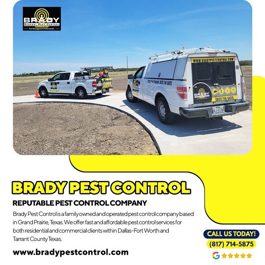 Same Day Wasp Control and Nest Removal Service in Grand Prairie, TX - Brady Pest Control