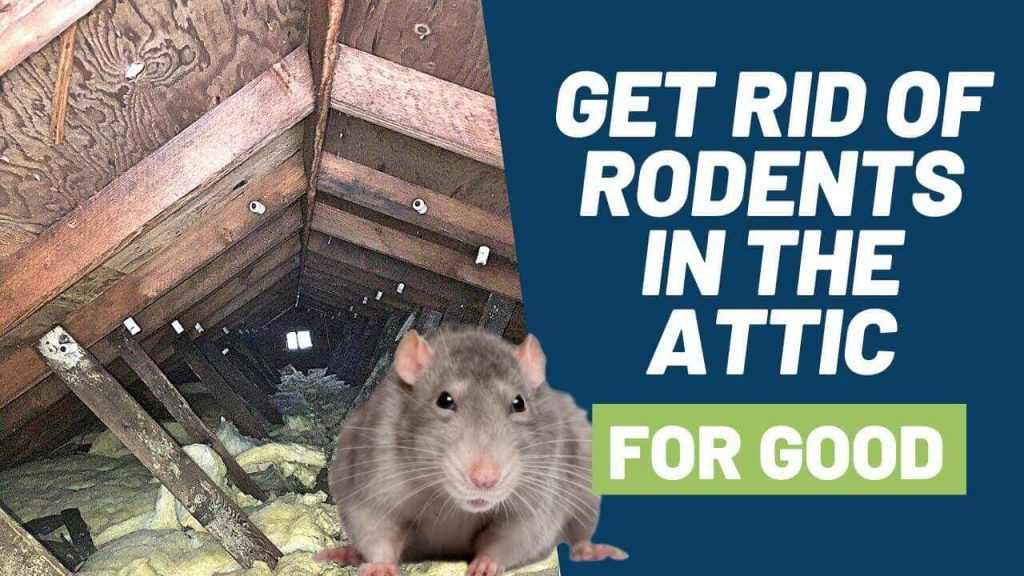 Signs You Have Rats in Your Attic | Grand Prairie Attic Control - Brady Pest Control 