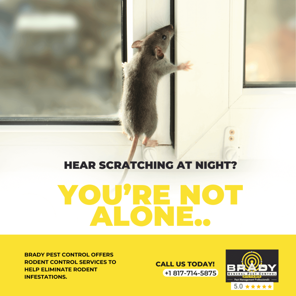 Signs You Might Have a Rat Problem