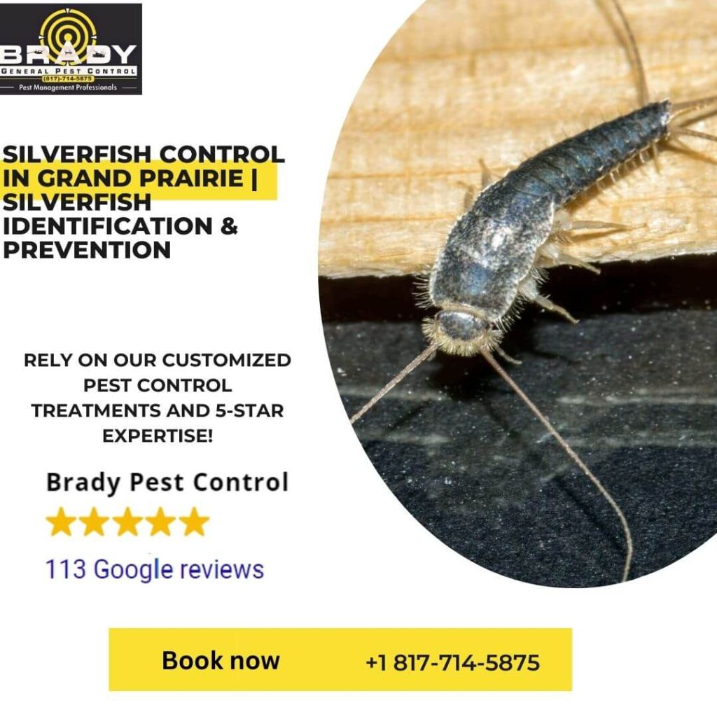 Silverfish Control in Grand Prairie Silverfish Identification & Prevention