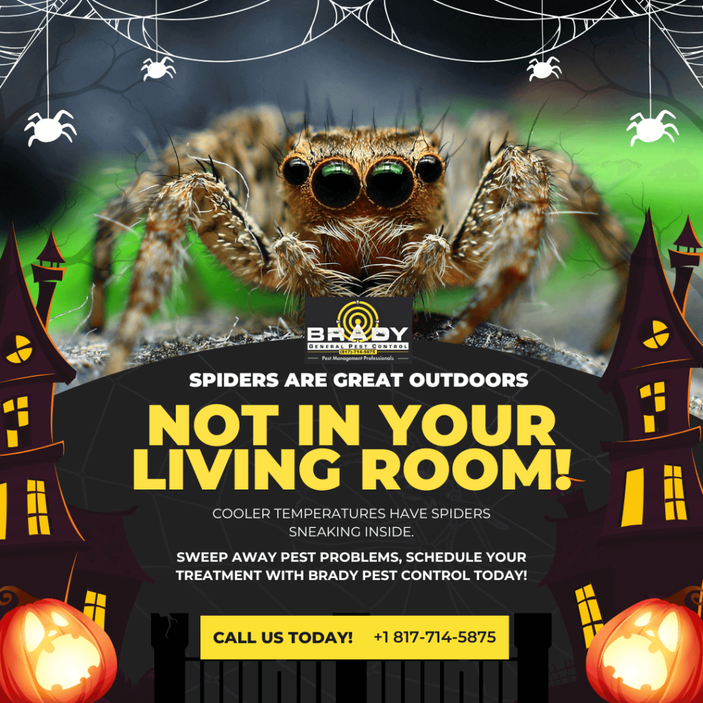 Spider Season in Cedar Hill, TX - Brady Pest Control