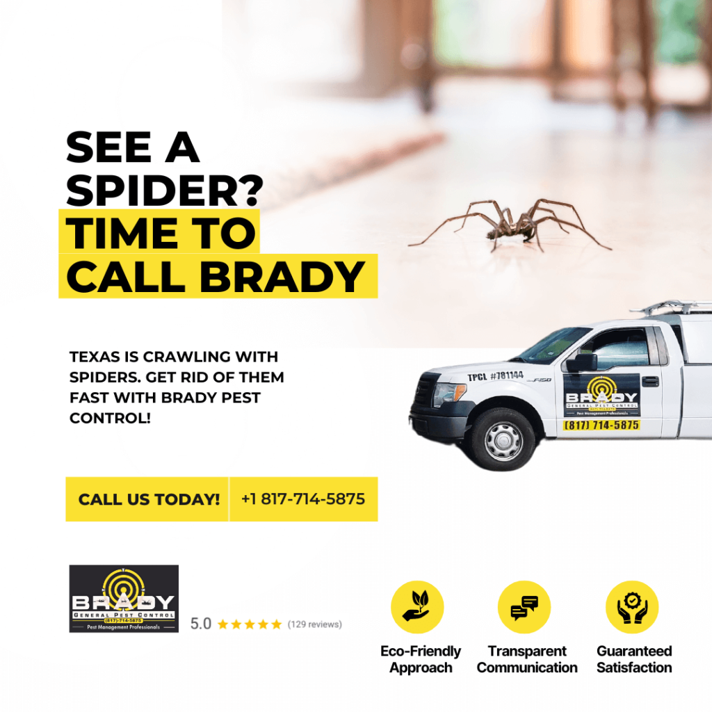 Spiders Control Company in Grand Prairie TX