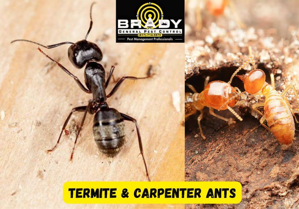 Termite & Carpenter Ants Activity in Cedar Hill, Texas: What Homeowners Should Know