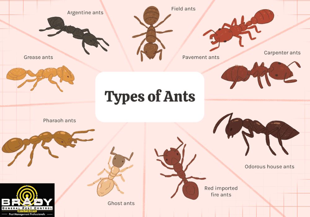 Types of Ants in Texas - Brady Pest Control