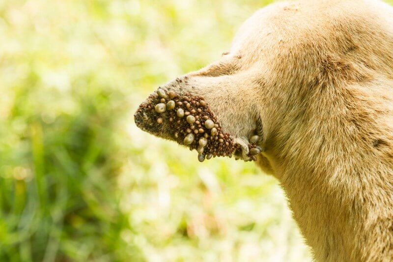 Understanding Fleas and Ticks in Texas