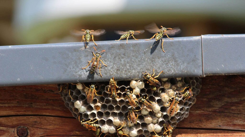 Wasp Activity Around Rooflines, Garages, and Patios in Mansfield, TX 6 WASPS in Roof Eaves