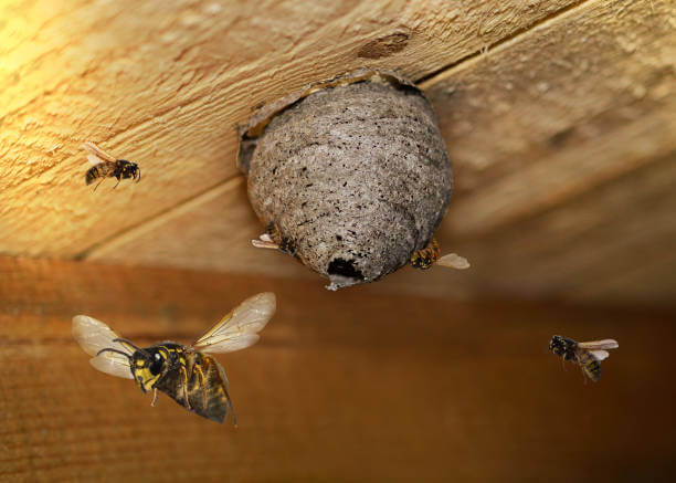 Why Do Wasps Nest in Pergolas and Roof Peaks? Brady Pest Control