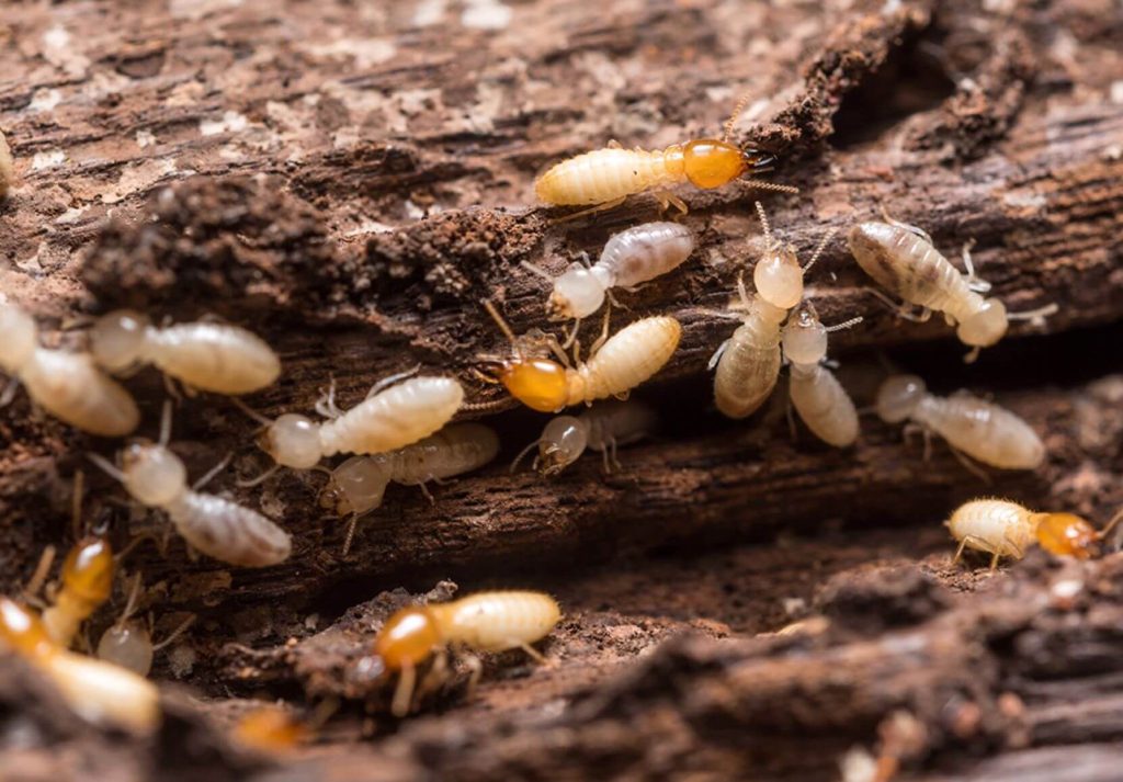 What Are the Early Warning Signs of Termites