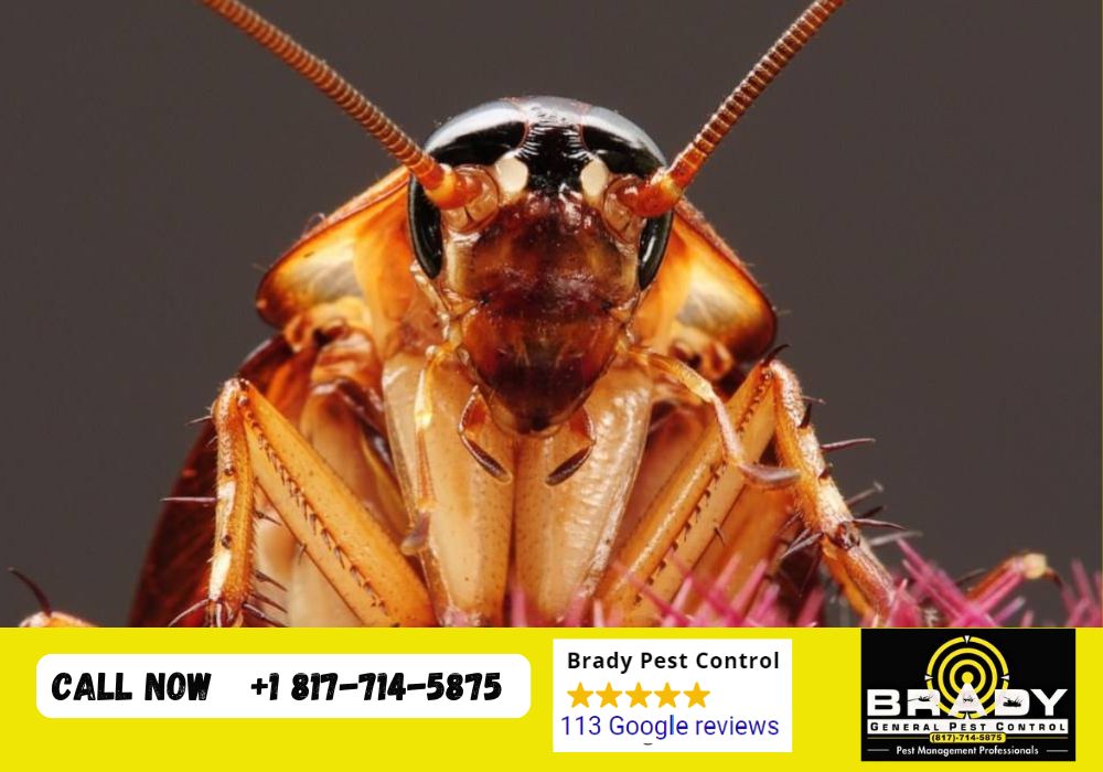 What Attracts Roaches How to Get Rid of Them? Roaches Removal Near You | Brady Pest Control