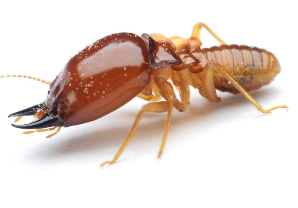 What Do Termites Look Like? Brady Pest Control