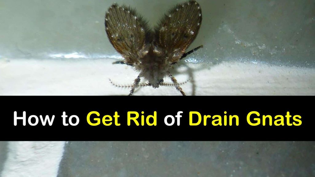 Why Are Gnats Attracted to Kitchen Sinks? Brady Pest Control