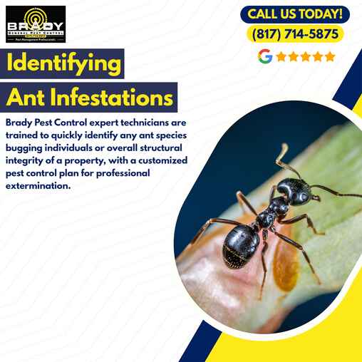 Why Choose Brady Pest Control for Carpenter Ant Control in Grand Prairie, TX -  Brady Pest Control