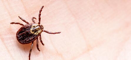 Fleas and Ticks 1 Why Choose Brady Pest Control for Fleas & Ticks Control - Brady Pest Control