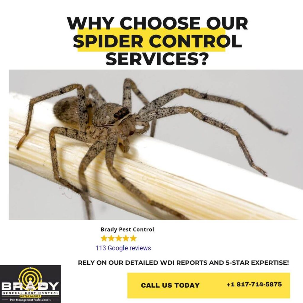 Why Choose Our Spider Control Services - Brady Pest Control