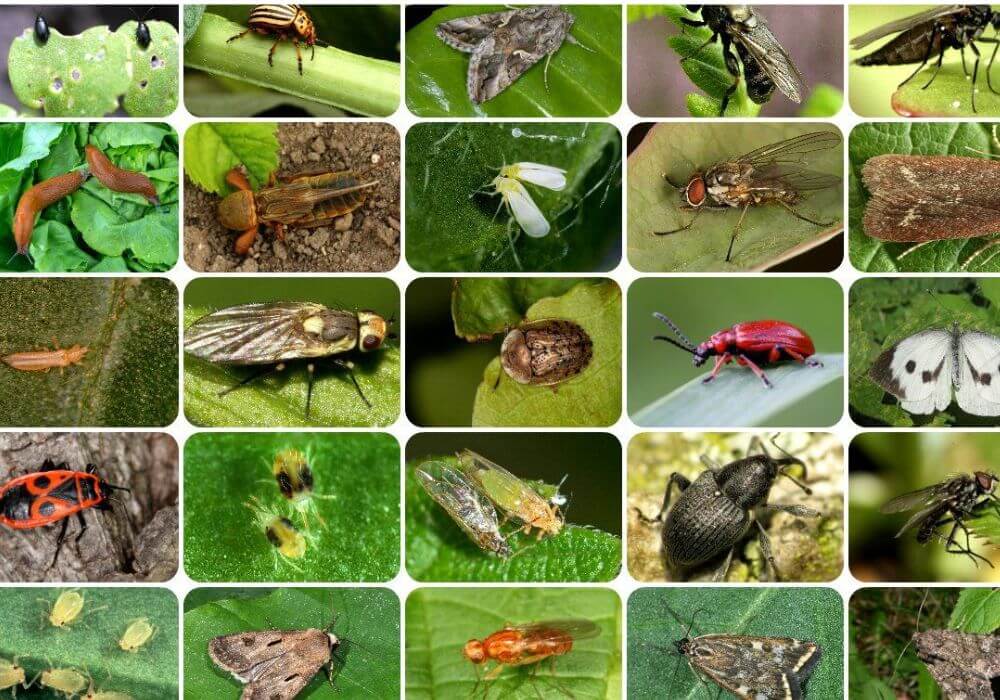Summer Heat In North Texas: Why Many Insects Thrive in the Heat - Brady Pest Control