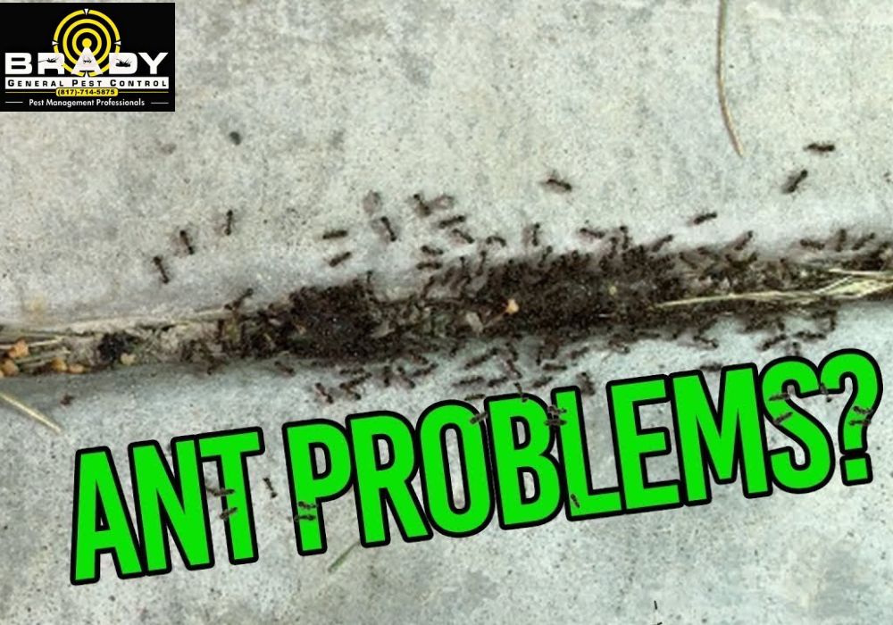 Why Rain Drives Ants Indoors? Brady Pest Control