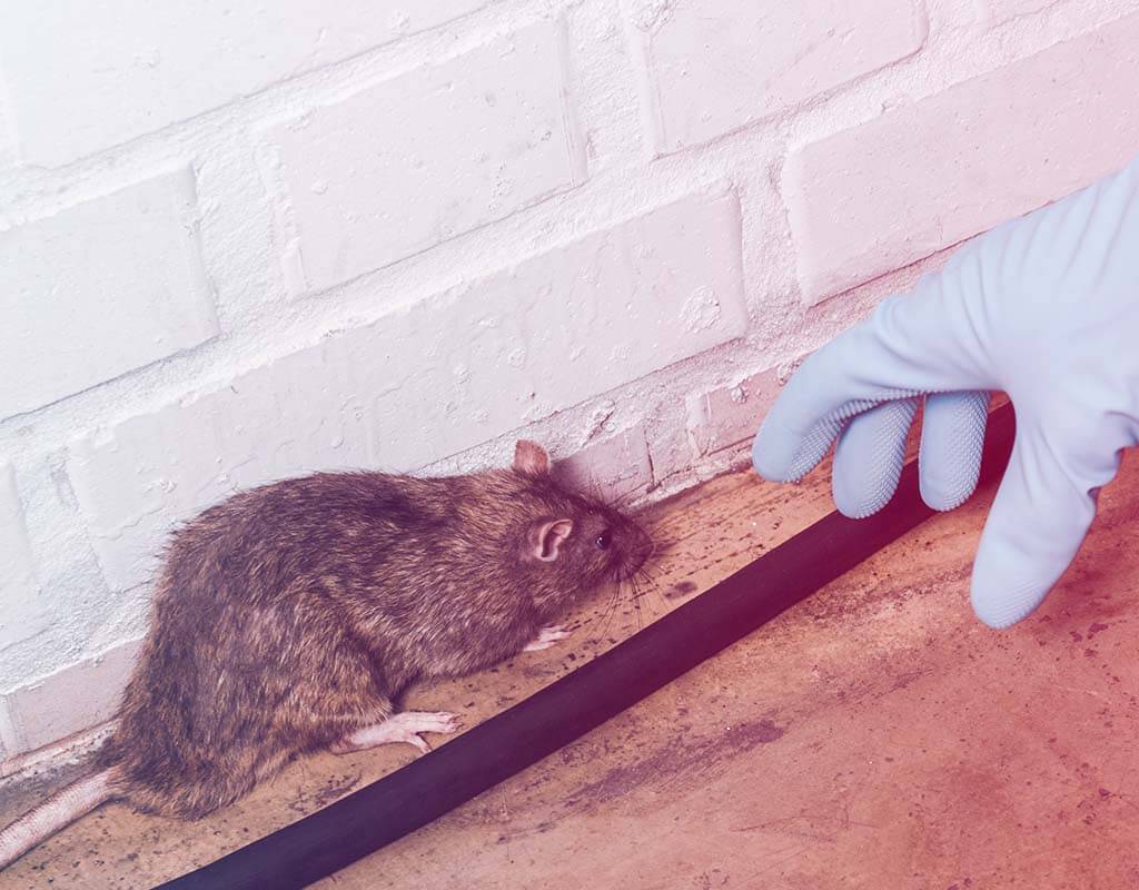 Why Rats Are a Big Problem in Your Texas Home