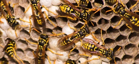Wasp Activity Around Rooflines, Garages, and Patios in Mansfield, TX 3 Why Wasp Control is Necessary