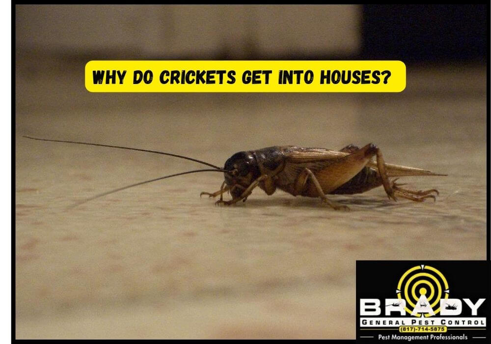 Why do Crickets get into Houses? Brady Pest Control