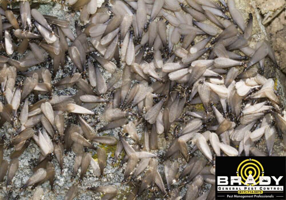 Winged Termites during Swarm Season - Brady Pest Control