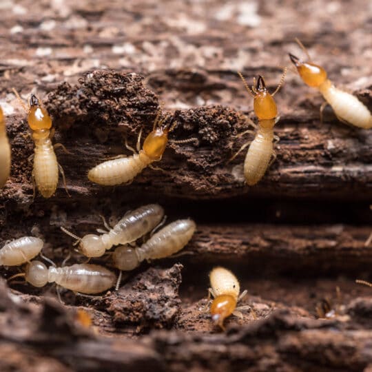 Best Termite Control Fort Worth Services - Brady Pest Control