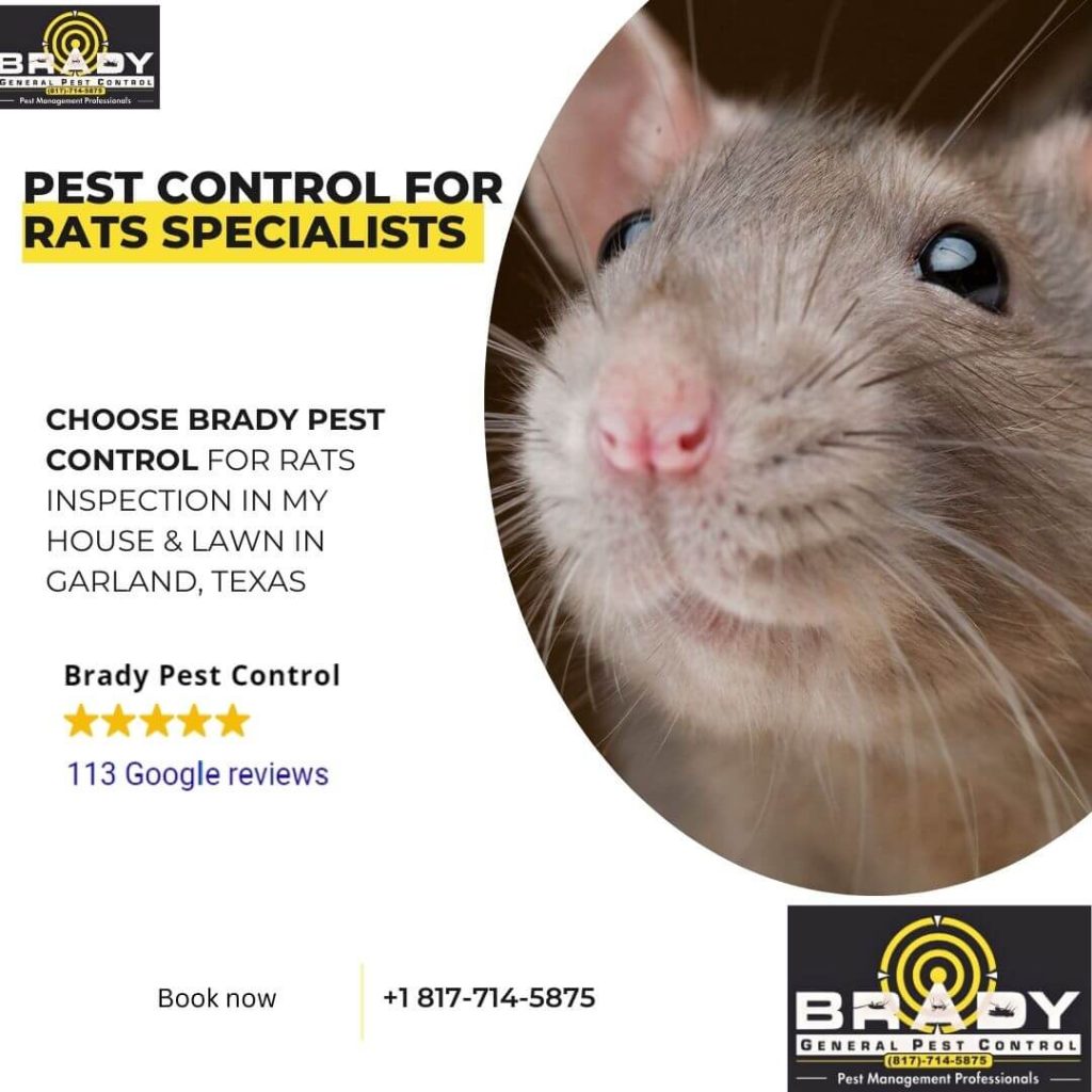Pest Control for Rats Grand Prairie, TX
