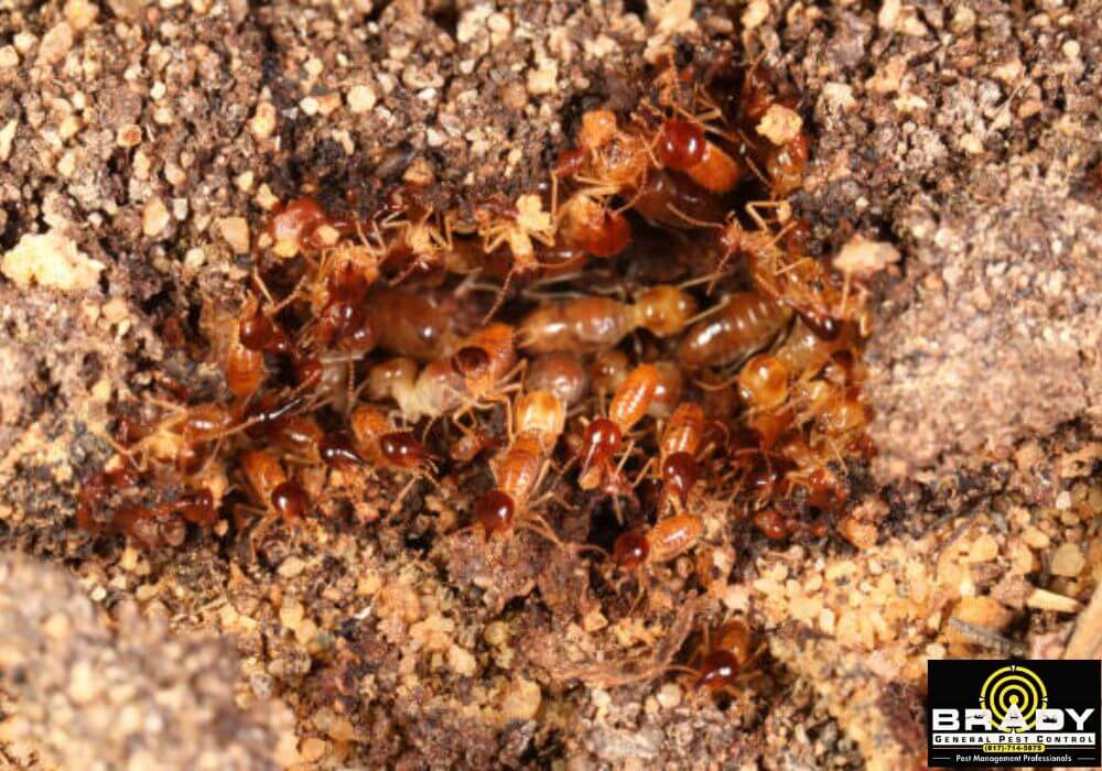 Grand Prairie Subterranean Control Services - Brady Pest Control
