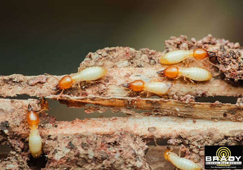 Grand Prairie Subterranean Termites Control Near Me - Brady Pest Control