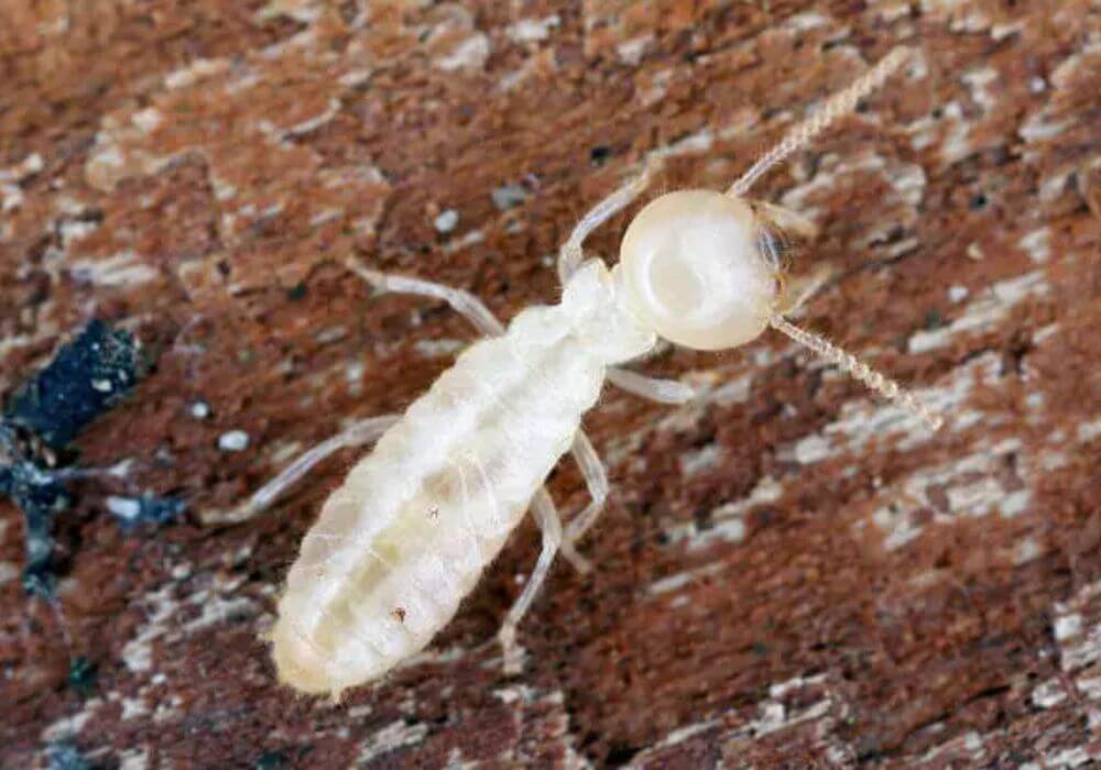 Grand Prairie Subterranean Termites Control Cost - Brady Pest Control