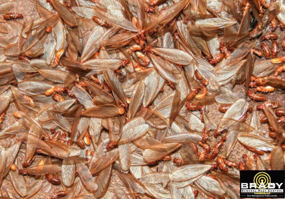 Signs of Termites After Rain IN Grand Prairie, TX - Brady Pest Control