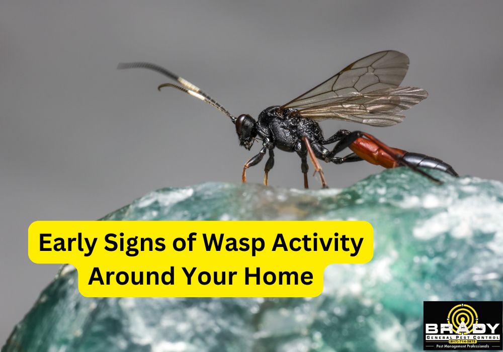 Wasp Activity in Texas - Brady Pest Control