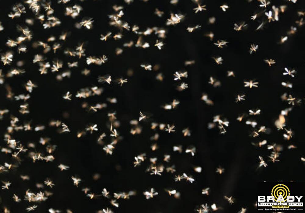 What Is a Termite Swarm? - Brady Pest Control