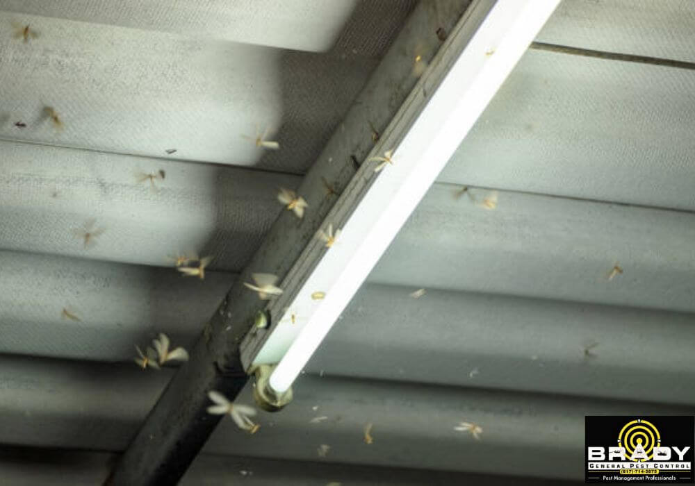 Why Termites Swarm After Rain in Texas - Brady Pest Control