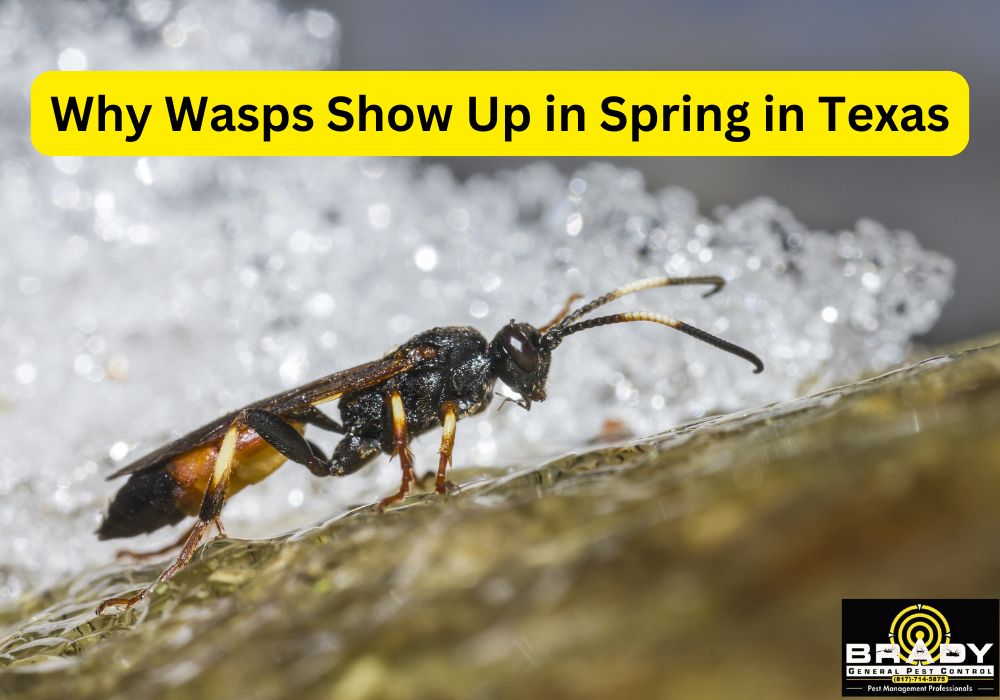 Why Wasps Show Up in Spring in Texas - Brady Pest Control