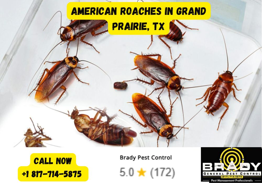 American Roaches in Grand Prairie, TX - Brady Pest Control