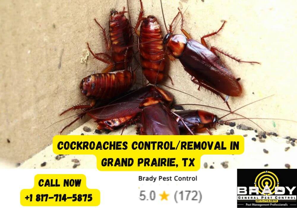 Prime Pest Season in Texas: Your Guide to the 5 Most Common Summer Pests 4 Cockroaches Control and Removal in Grand Prairie, TX