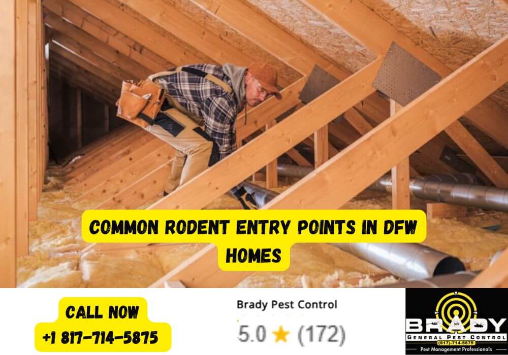 Common Rodent Entry Points in DFW Homes