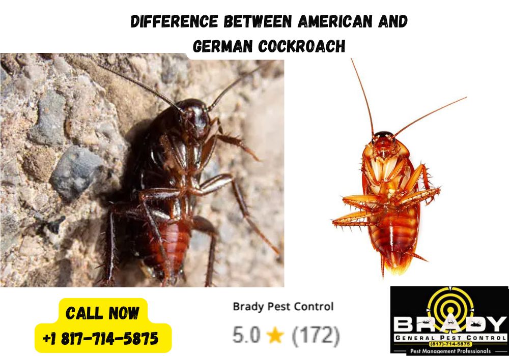 Difference Between American and German Cockroach - Brady Pest Control