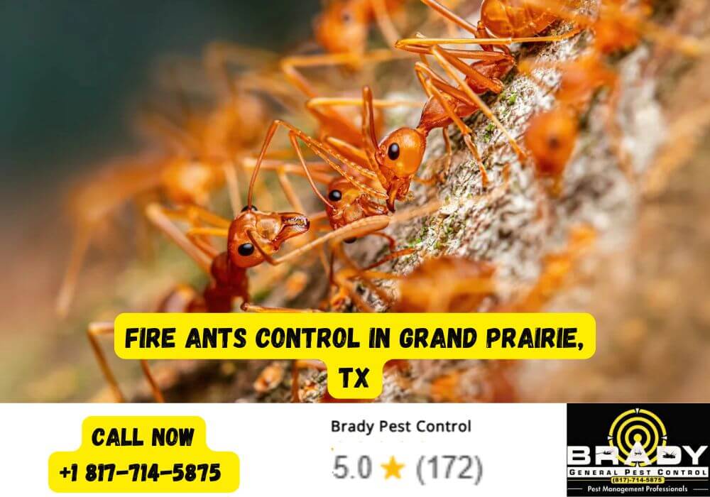 Prime Pest Season in Texas: Your Guide to the 5 Most Common Summer Pests 3 Fire Ants Control in Grand Prairie, TX