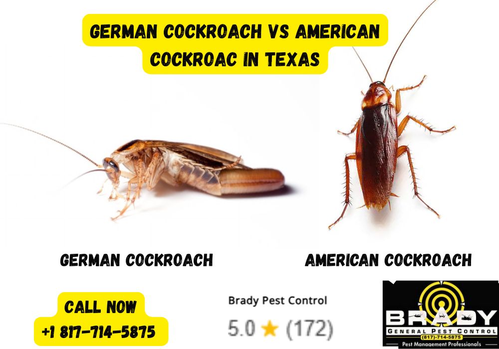 German Cockroach vs American Cockroach - Brady Pest Control