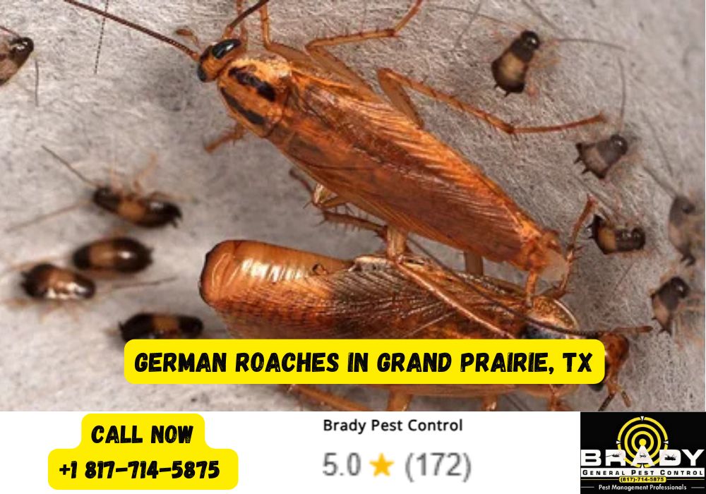 German Roaches in Grand Prairie, TX - Brady Pest Control