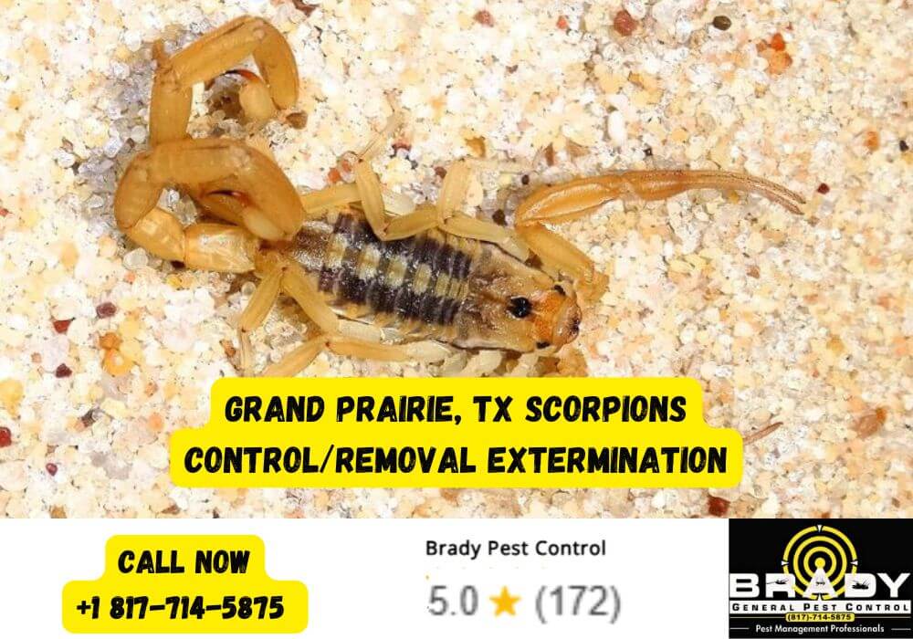 Prime Pest Season in Texas: Your Guide to the 5 Most Common Summer Pests 5 Grand Prairie, TX Scorpions Control and Removal Extermination