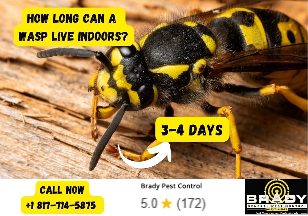 How Long Can a Wasp Live Indoors? Brady Pest Control