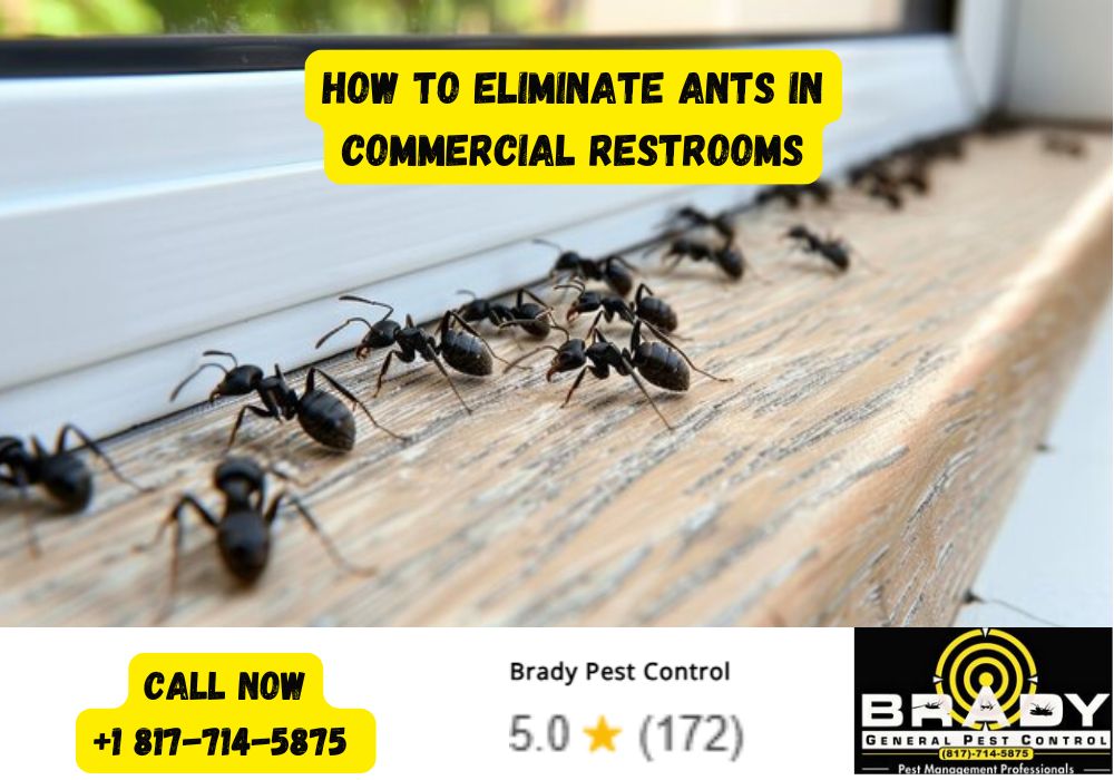 How to Eliminate Ants in Commercial Restrooms - Brady Pest Control