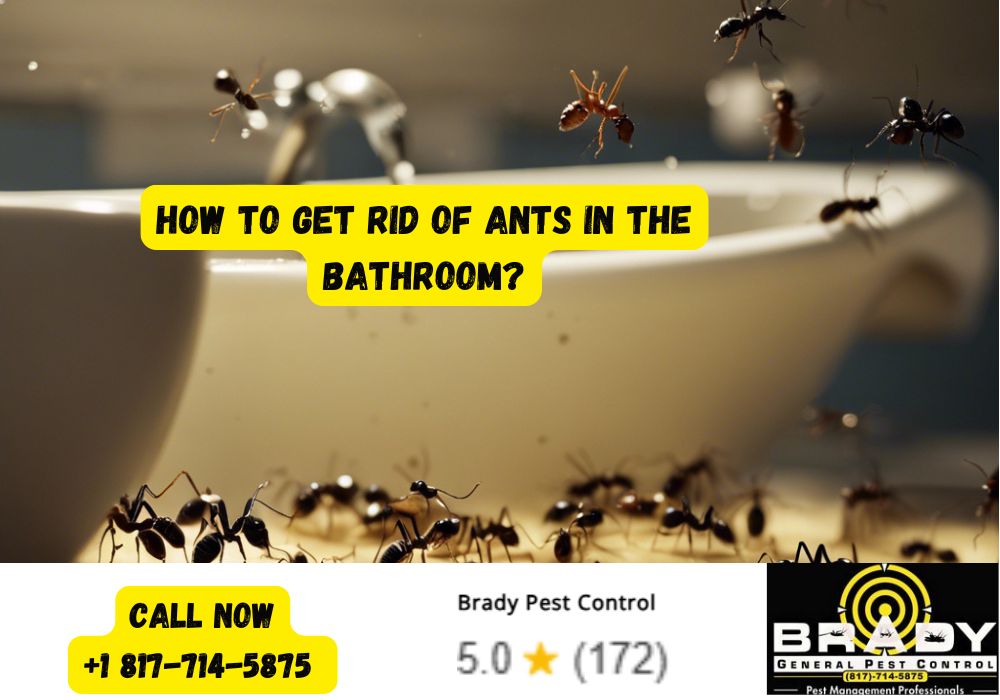 How to Get Rid of Ants in the Bathroom - Brady Pest Control