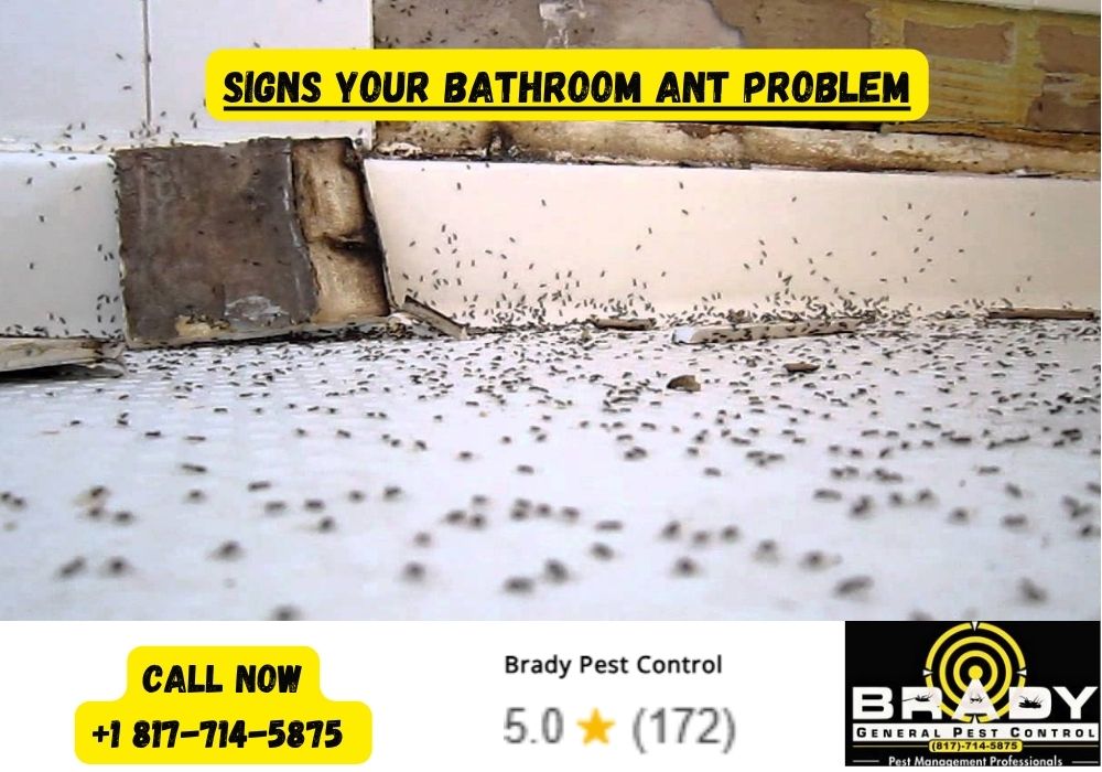 Signs Your Bathroom Ant Problem - Brady Pest Control