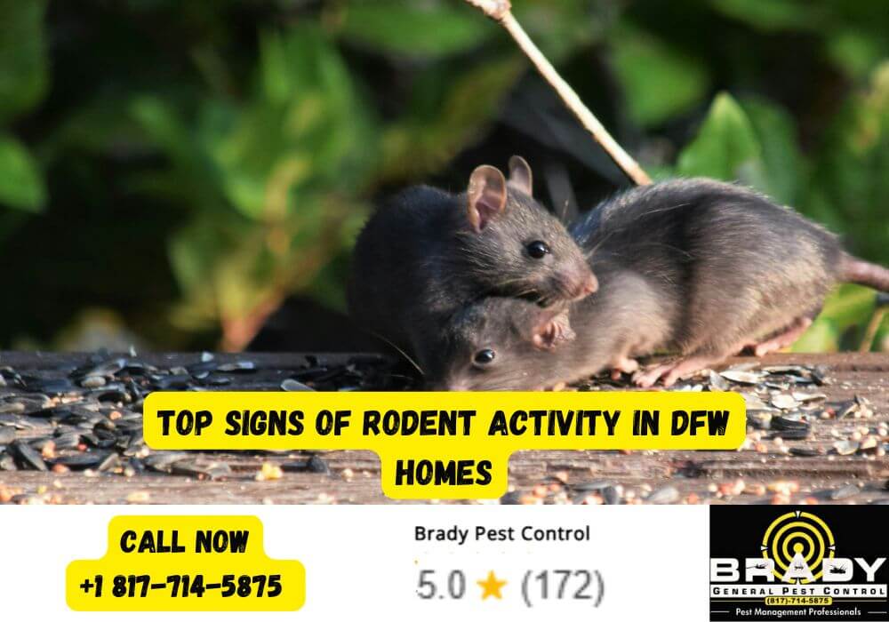 Top Signs of Rodent Activity in DFW Homes