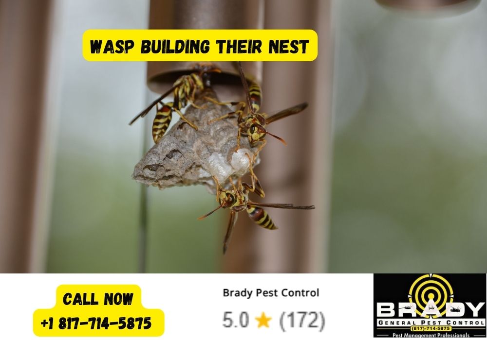 Wasp Building Their NEST