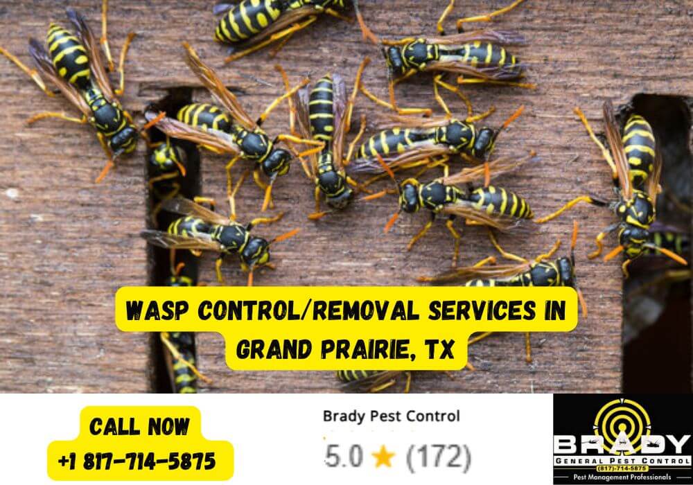 Prime Pest Season in Texas: Your Guide to the 5 Most Common Summer Pests 6 Wasp Control and Removal Services in Grand Prairie, TX
